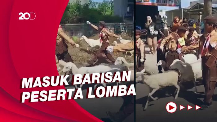 Kocak! Saat Puluhan Kambing Ikut Lomba Gerak Jalan di Lumajang
