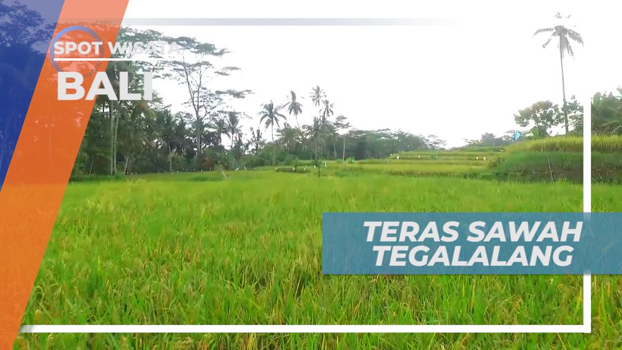 Menikmati View Hijau Teras Sawah yang Mempesona, Bali