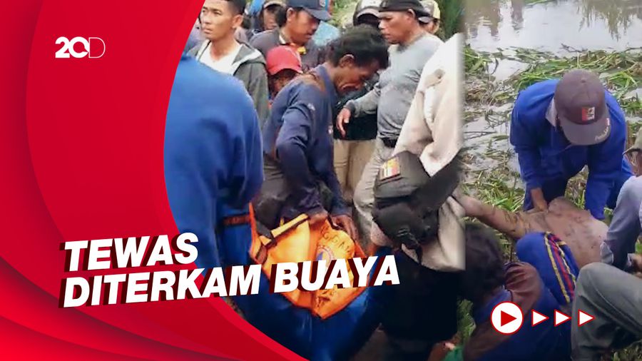 Pria di Banyuasin Sumsel Tewas Diterkam Buaya, Kepala Hilang!