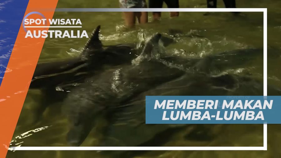 Sensasi Seru Berinteraksi dan Memberi Makan Kelompok Ikan Lumba-lumba, Australia