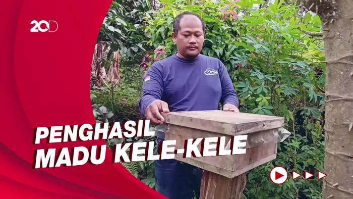 Budi Daya Lebah Trigona, Omzet Capai Ratusan Juta Rupiah