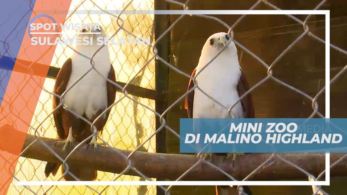 Mengunjungi Kebun Binatang Mini di Tengah-tengah Perkebunan Teh, Sulawesi Selatan