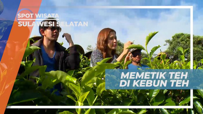 Serunya Memetik Daun Teh Pilihan di Perkebunan, Sulawesi Selatan