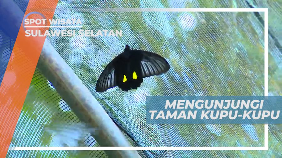 Taman Nasional Bantimurung, Mengunjungi Tempat Penangkaran Kupu-kupu, Sulawesi Selatan