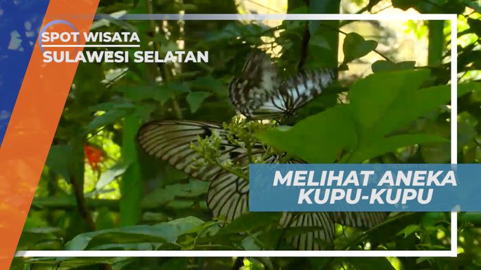 Taman Nasional Bantimurung, Melihat Berbagai Jenis Koleksi Kupu-kupu, Sulawesi Selatan