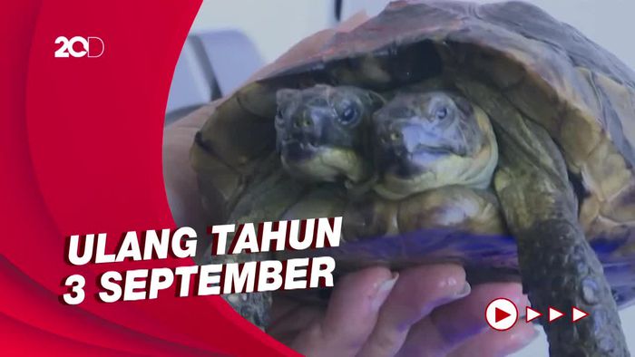 Janus Si Kura-kura Berkepala Dua yang Umurnya 25 Tahun