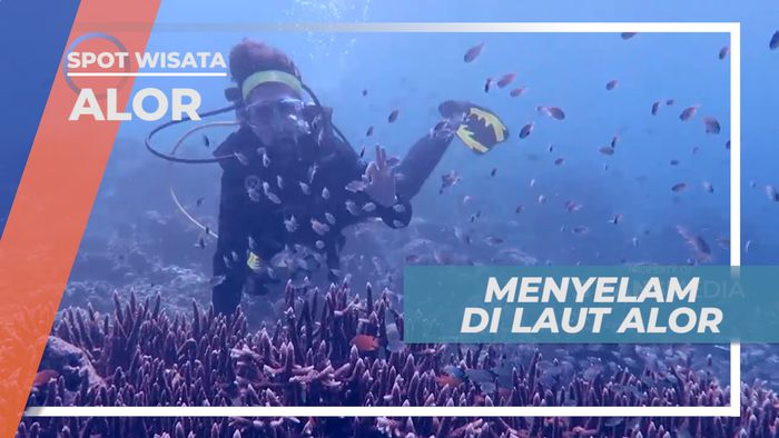 Menikmati Keindahan Coral dan Aneka Biota Laut  Alor