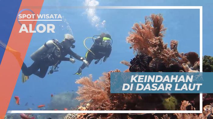Aneka Ikan Laut Berwarna-warni Menyambut di Dasar Laut, Alor