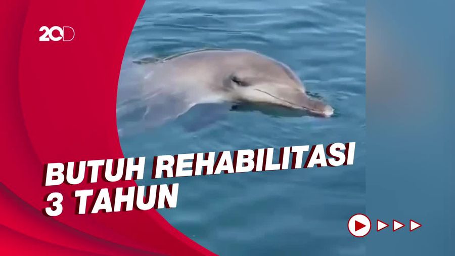 Lumba-lumba di Bali Dilepasliarkan Usai 8 Tahun Jadi Pameran