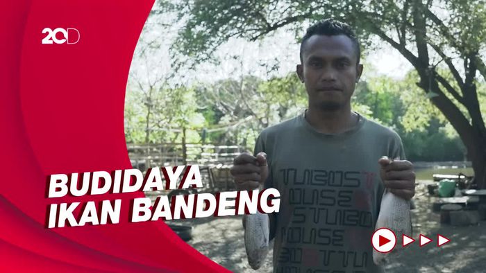Budidaya Ikan Bandeng Air Payau, Sekali Panen Capai 500 Kg