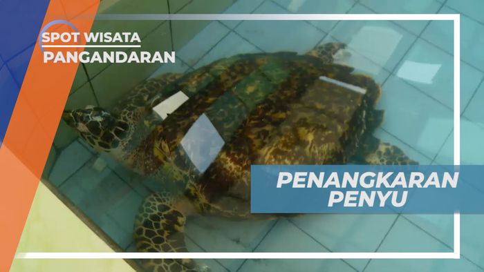 Mengunjungi Penangkaran Penyu di Pantai Batu Hiu, Pangandaran