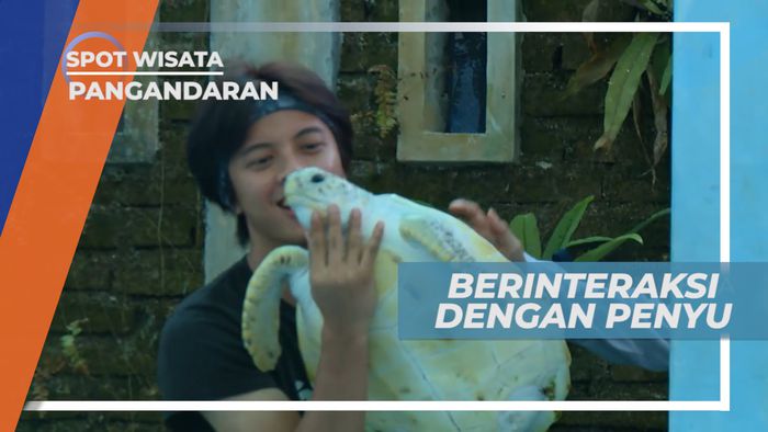 Senangnya Berinteraksi Langsung Dengan Penyu di Penangkaran, Pangandaran