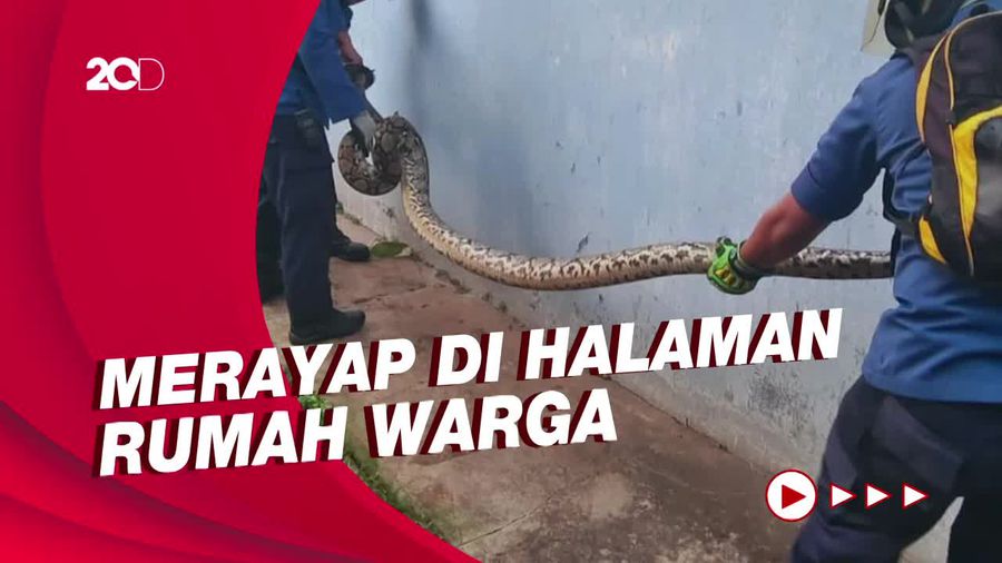 Petugas Evakuasi Ular Piton Sepanjang 4,5 Meter di Jaktim