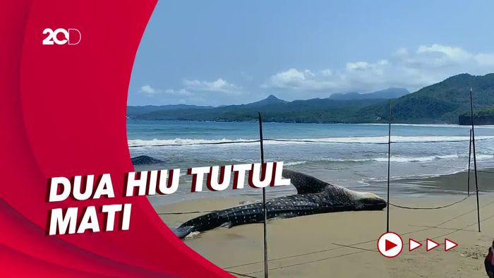 Penampakan Dua Hiu Tutul Mati di Pantai Wonocaki Pacitan