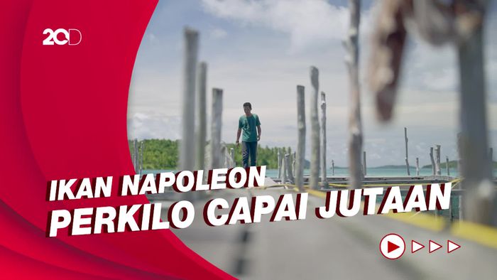 Budidaya Ikan Napoleon yang Memiliki Harga Fantastis, Perkilo Capai Jutaan