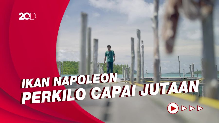 Budidaya Ikan Napoleon yang Memiliki Harga Fantastis, Perkilo Capai Jutaan