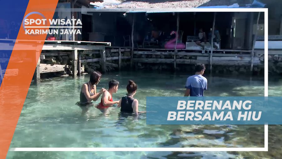 Berdekatan dengan Para Hiu di Kolam Penangkaran, Karimunjawa