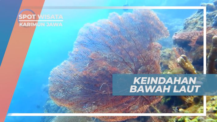 Menjelajahi Indahnya Surga Bawah Laut Pulau Menjangan Besar, Karimunjawa