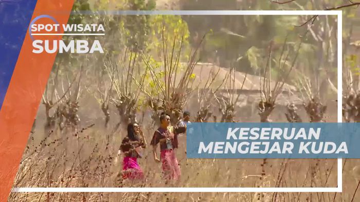 Melihat Dari Dekat Kuda Liar di Padang Savana Puru Kambera Sumba