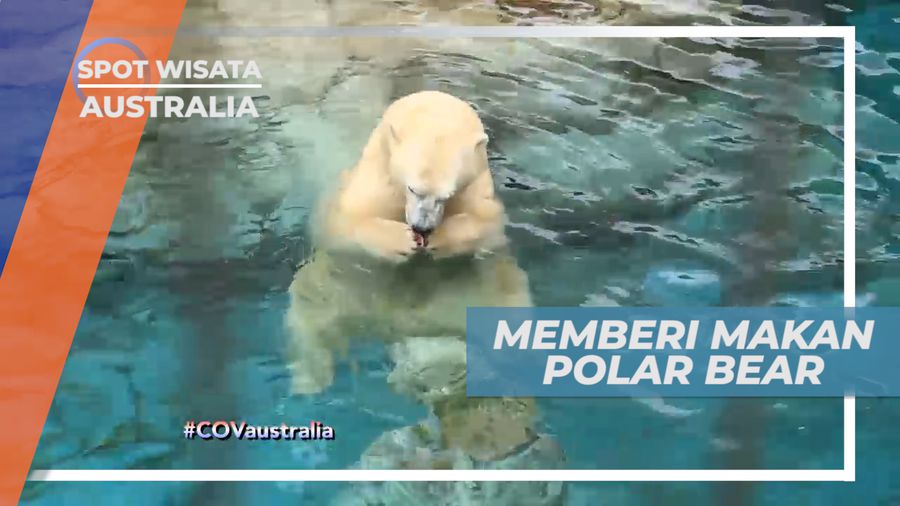 Senangnya Memberi Makan Polar Bear yang Lucu dan Menggemaskan, Australia
