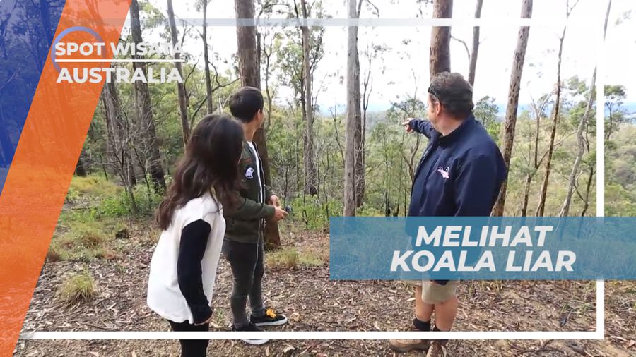 Tamborine Mountain, Pengalaman Seru Bertemu Koala di Alam Liar, Australia