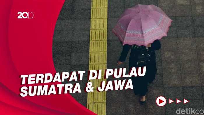 Waspadai Hujan Disertai Petir di Sejumlah Kota, Simak Prakiraan Cuaca Selengkapnya!
