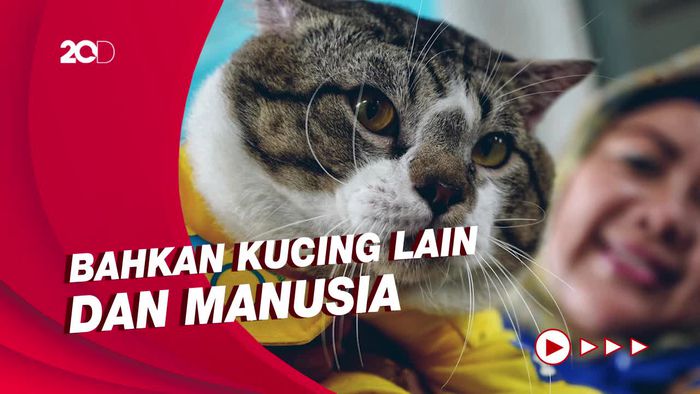 Alasan Kucing Kerap Menjilat Bulunya Sendiri