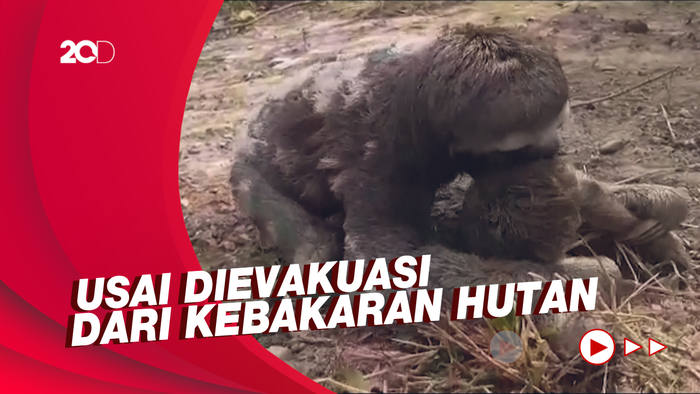 Tangis Bayi Kungkang Saat Dipertemukan dengan Induknya Usai Terpisah