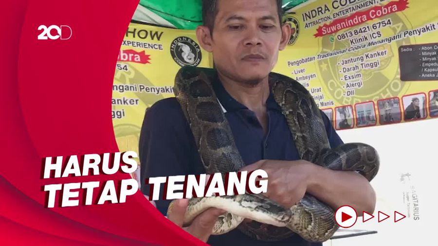 Waspada Ular di Musim Hujan, Begini Cara Penanganannya