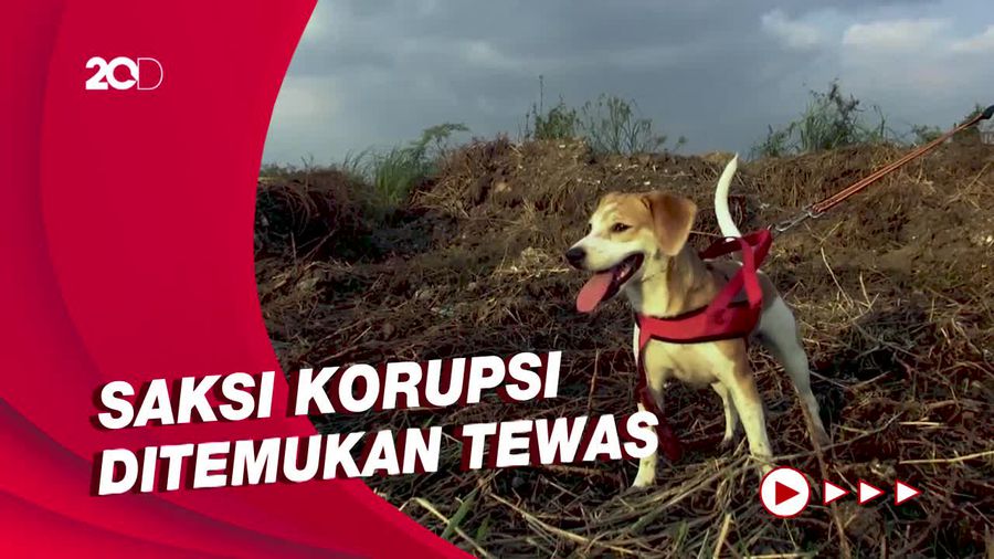 Kisah Mochi, Anjing PNS Semarang Ikut Cari Potongan Tubuh Majikan