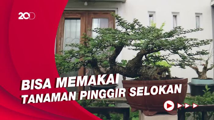 Tips Membuat Bonsai yang Ramah di Kantong