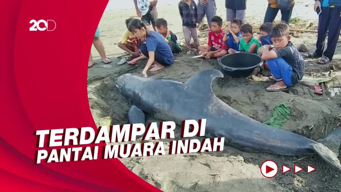 Geger Temuan Paus Terdampar di Jembrana