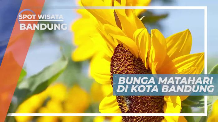 Berkunjung ke Taman Bunga Matahari di Kota Bandung