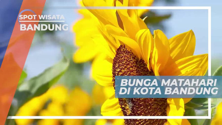 Berkunjung ke Taman Bunga Matahari di Kota Bandung