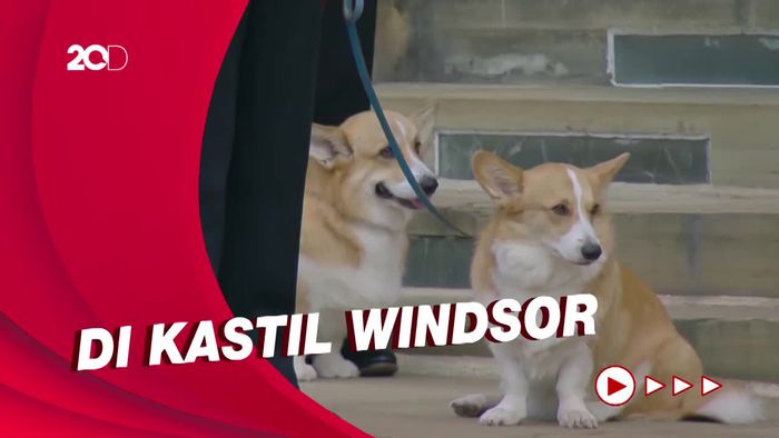 Setianya Anjing Corgi Ratu Elizabeth saat Menanti Prosesi Pemakaman