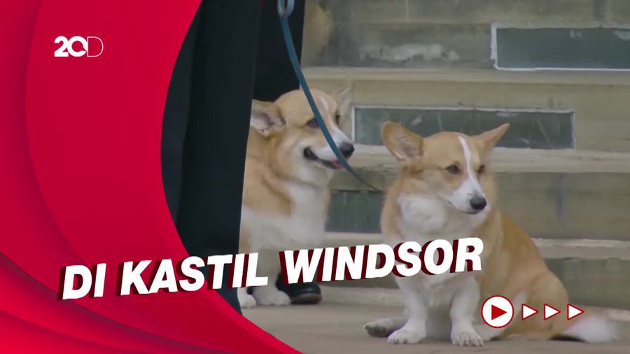 Setianya Anjing Corgi Ratu Elizabeth saat Menanti Prosesi Pemakaman