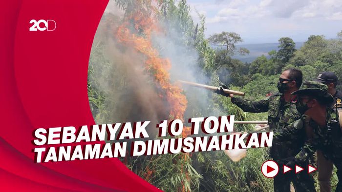 2 Hektar Ladang Ganja Siap Panen di Aceh Besar Dimusnahkan