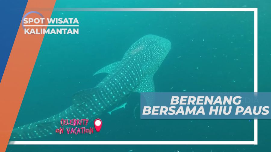 Melihat dari Dekat Hiu Paus, Kalimantan Timur