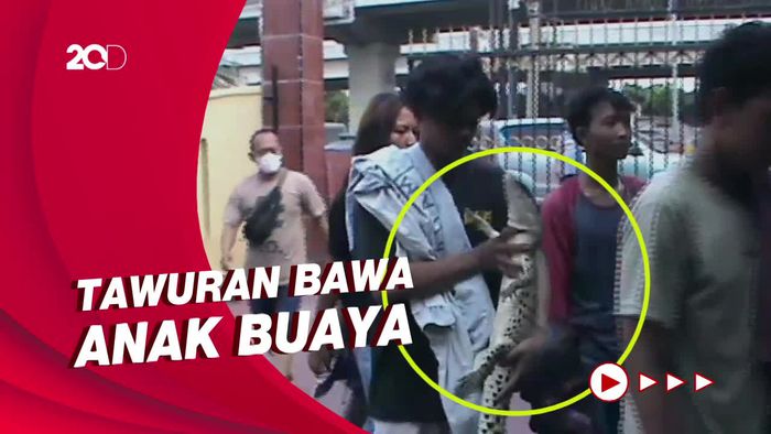 Penampakan Anak Buaya Jadi Senjata Tawuran Remaja di Jaktim