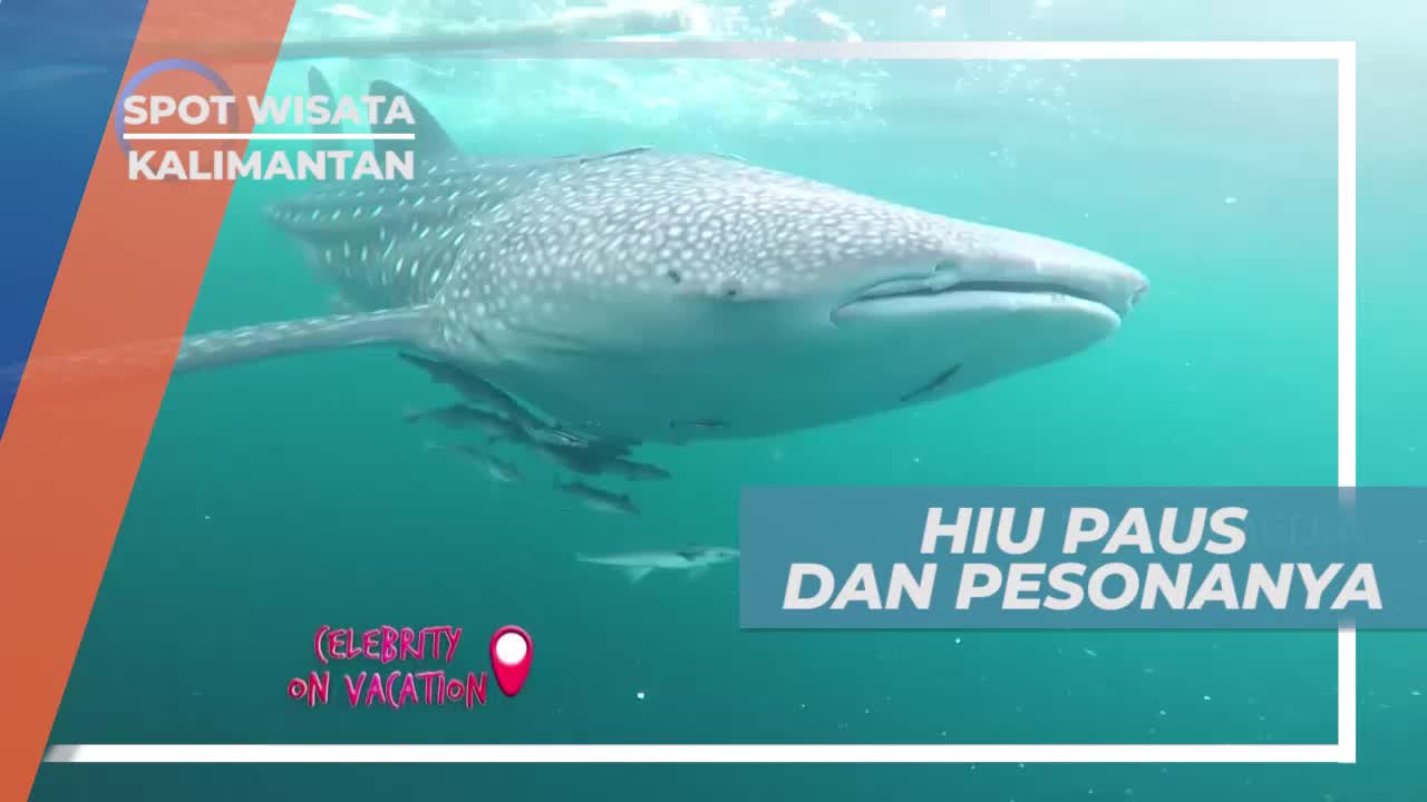 Keindahan Hiu Paus yang Penuh Pesona, Kalimantan Timur