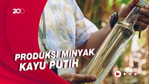 Intip Pembuatan Minyak Kayu Putih Khas Wini