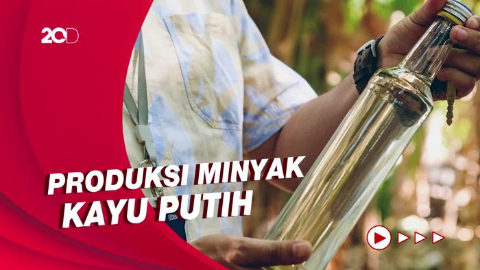 Intip Pembuatan Minyak Kayu Putih Khas Wini