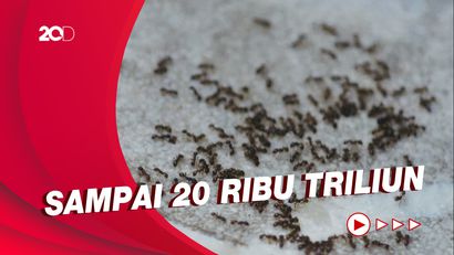 Studi Terbaru Ungkap Perkiraan Jumlah Semut di Bumi