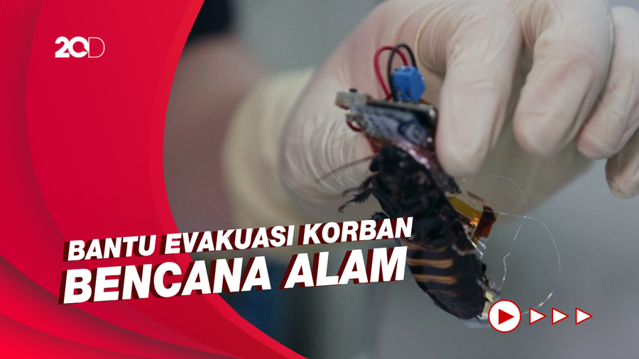 Cara Kerja Kecoa Cyborg Buatan Jepang