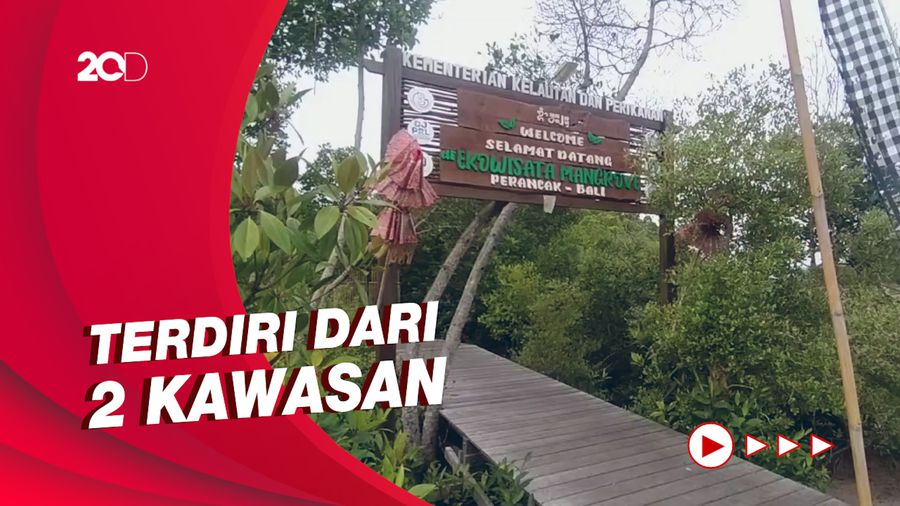 Ekowisata Mangrove Perancak Bali Suguhkan Jogging Track di Dalam Hutan