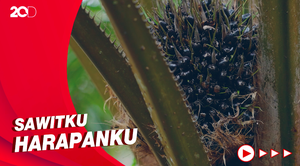 Keluh Kesah Petani Sawit di Perbatasan Kalbar - Malaysia Jagoi Babang