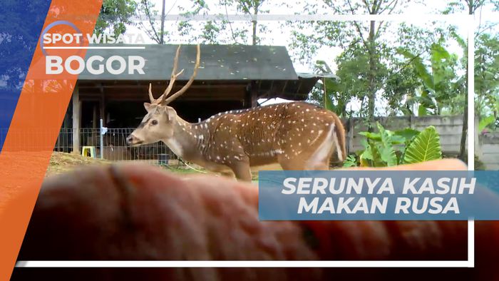 Rusa Lucu Jinak yang Doyan Makan, Bogor