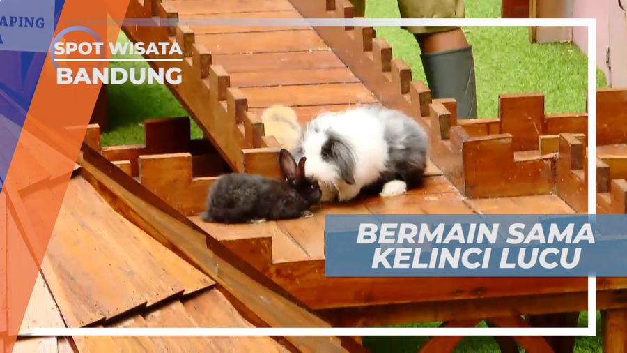 Senangnya Berinteraksi Dengan Binatang Lucu yang Menggemaskan, Bandung