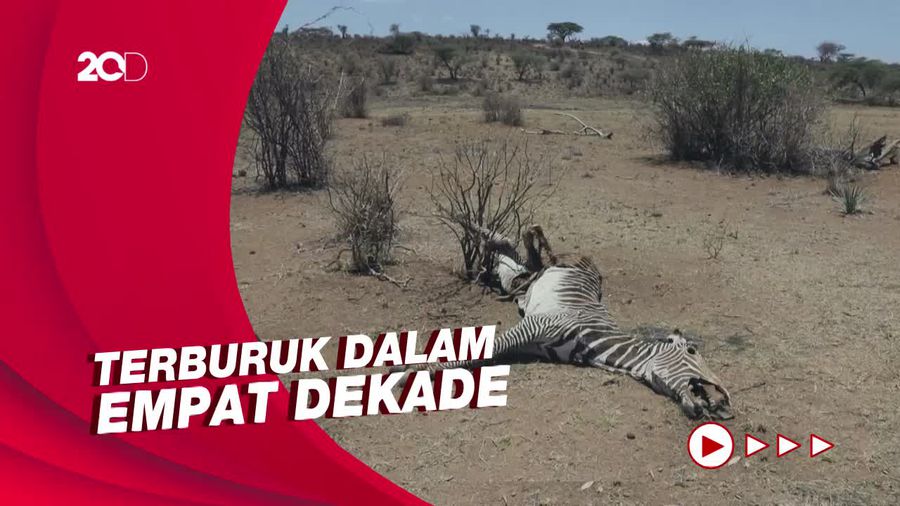 Kenya Mengering, Satwa Liar Terancam Punah!