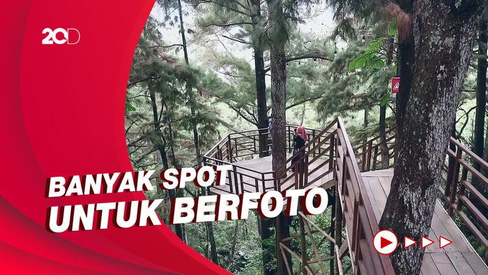 Healing di Hutan Pinus Pijar Park yang Sejuk